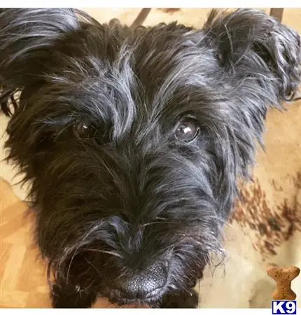 Scottish Terrier female dog