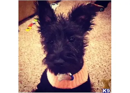Scottish Terrier