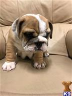 english bulldog puppy posted by paulwakemann16