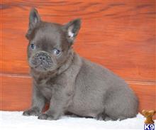 french bulldog puppy posted by paulwatson398