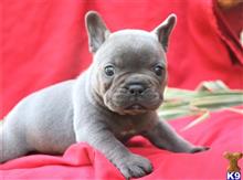 french bulldog puppy posted by paulwatson398
