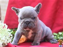 french bulldog puppy posted by paulwatson398