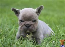 french bulldog puppy posted by paulwatson398