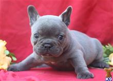 french bulldog puppy posted by paulwatson398