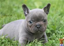 french bulldog puppy posted by paulwatson398