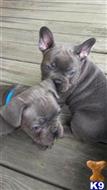 french bulldog puppy posted by paulwatson398