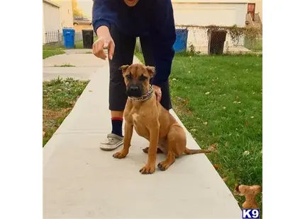a presa canario dog sitting on a sidewalk