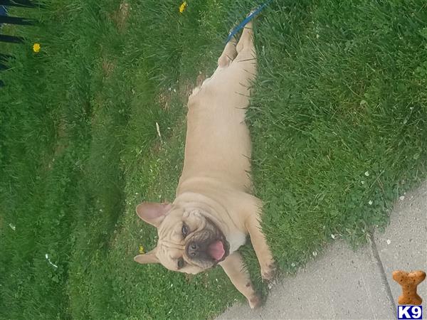 a french bulldog dog standing on its hind legs in the grass