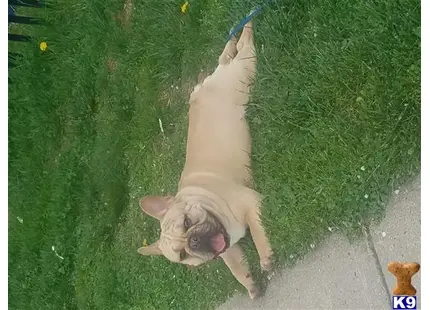 a french bulldog dog standing on its hind legs in the grass