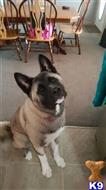 Outlaw available Akita puppy located in Clarksville 