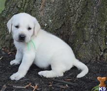 labrador retriever puppy posted by paws4you926