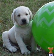 lab puppies for sale in sc labrador retriever puppies for sale in south carolina lab puppies for sale in sc labrador retriever puppies for sale in south carolina