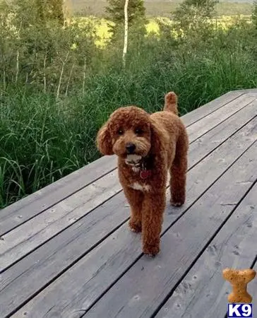 Poodle stud dog