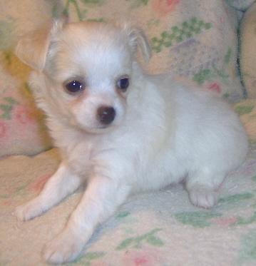 white toy chihuahua puppies for sale