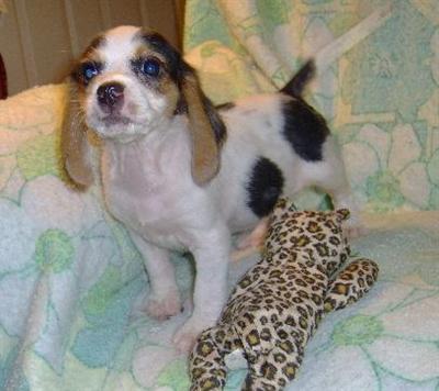 cavalier spaniel