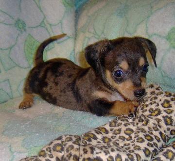 toy chiweenie puppies for sale