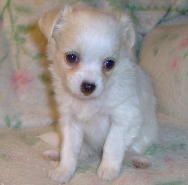 white toy chihuahua puppies for sale