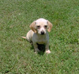 Chihuahua Puppy for Sale: Lenny - Adorable Blue Fawn Chiweenie Boy ...
