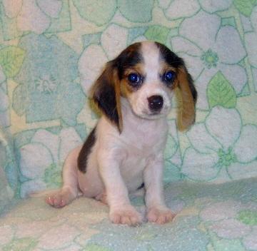 king beagle tri