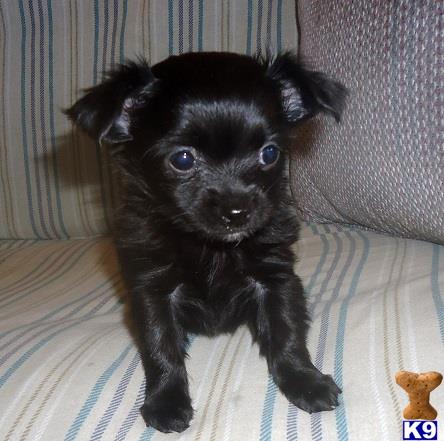 Mixed Breed Puppy For Sale Fritz Adorable Black Long Haired