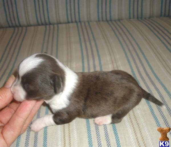 Mixed Breed Puppy for Sale Rowdy Adorable Silver Dapple Chiweenie