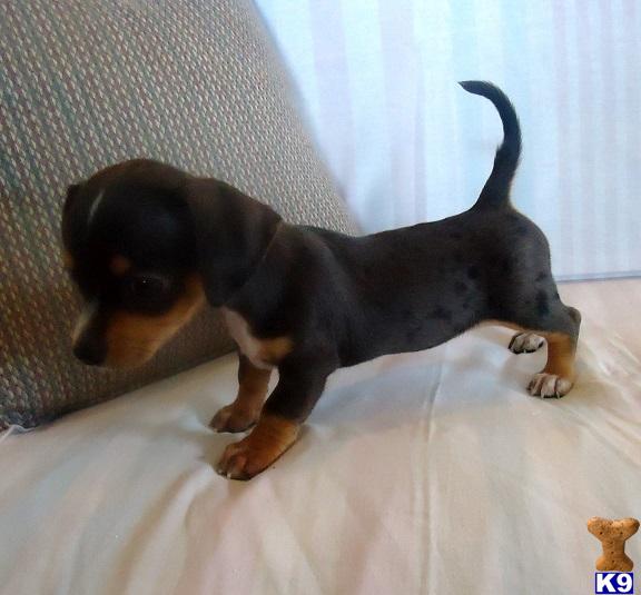 Mixed Breed Puppy for Sale Lani Adorable Silver Dapple Chiweenie