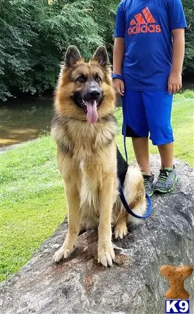 German Shepherd stud dog