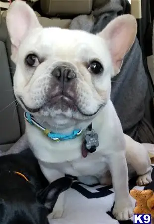 French Bulldog stud dog