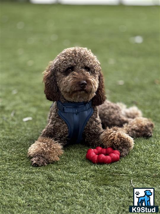 Poodle stud dog