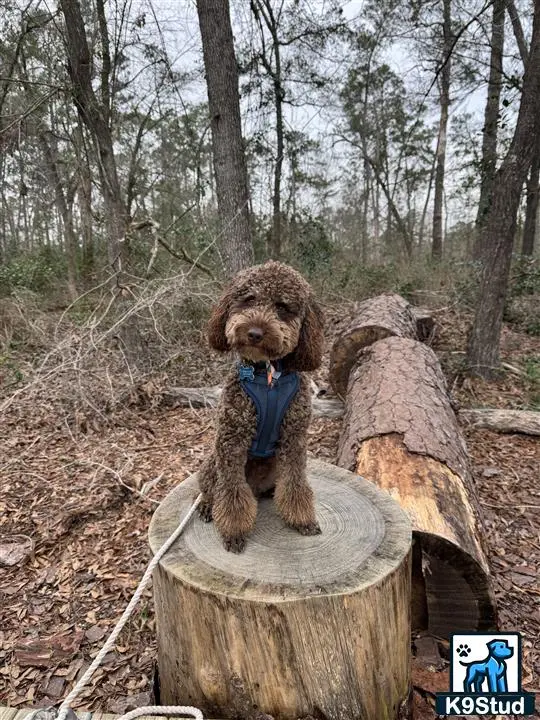 Poodle stud dog: a poodle dog sitting on a log