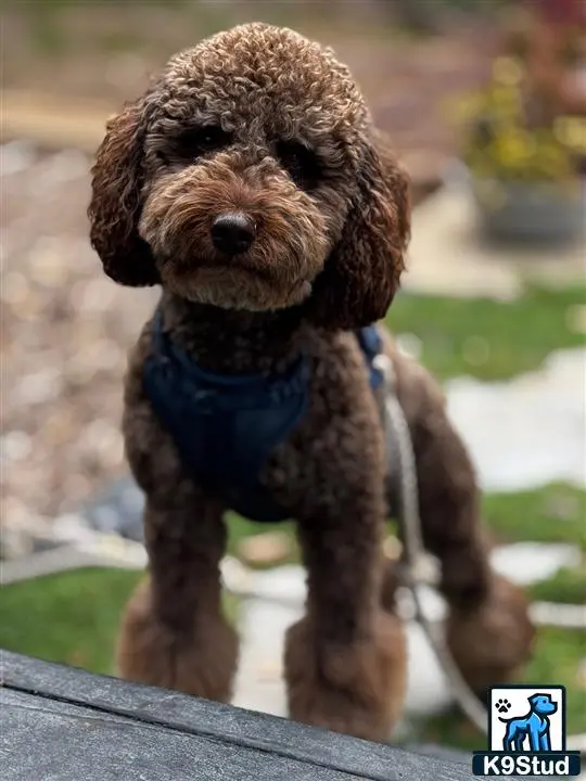 Poodle stud dog: a poodle dog wearing a blue shirt