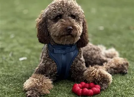 a poodle dog wearing a shirt and sitting on grass with a ball