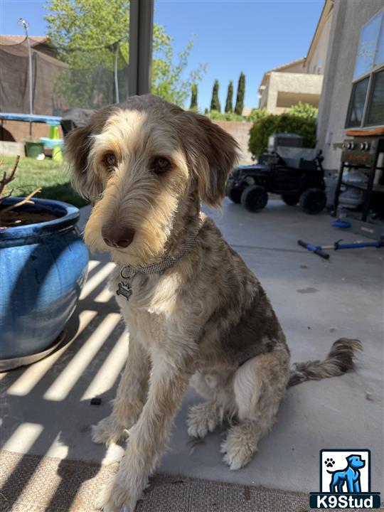 a aussiedoodle dog sitting on a patio