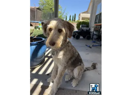 a aussiedoodle dog sitting on a patio
