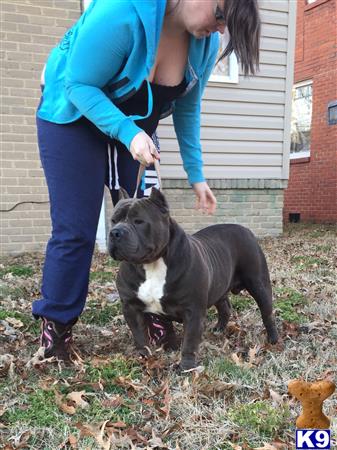 American Pit Bull stud dog