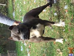 American Pit Bull stud dog: Gray and white American Pit Bull standing on grass