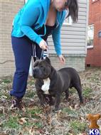American Pit Bull stud dog: Brindle American Pit Bull standing on grass with a person nearby