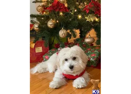 Coton De Tulear