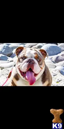 English Bulldog