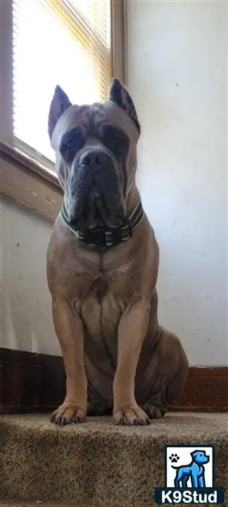 Cane Corso stud dog