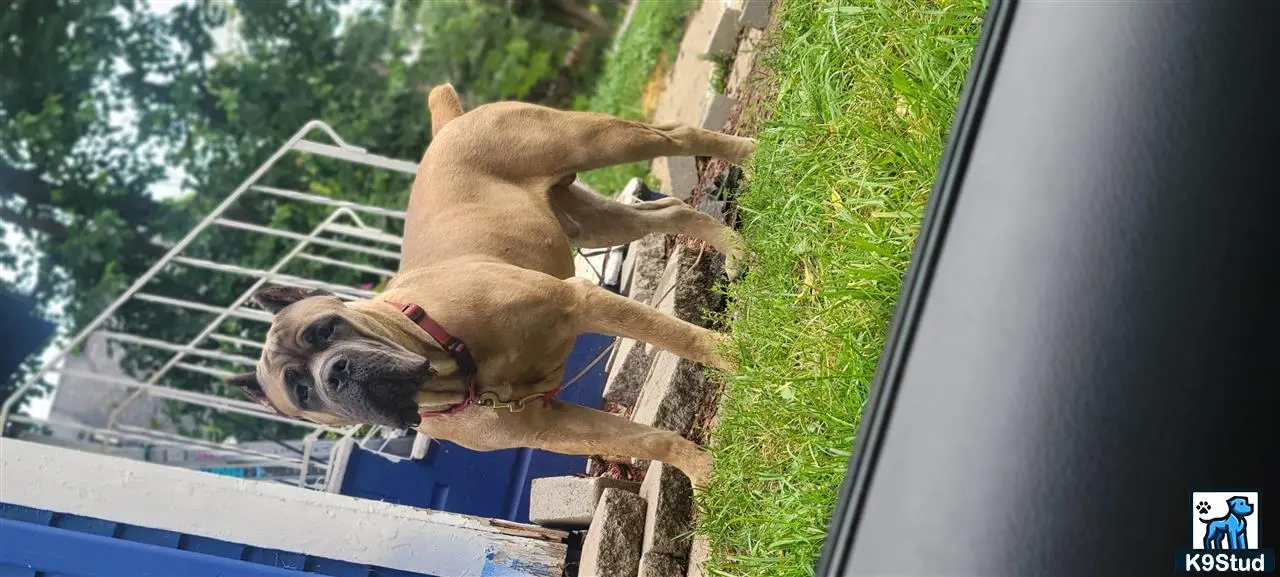 Cane Corso stud dog