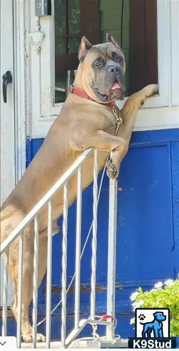 Cane Corso stud dog