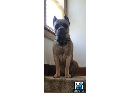 Cane Corso