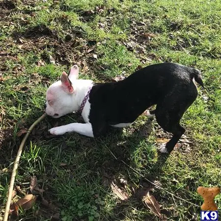 Boston Terrier female dog