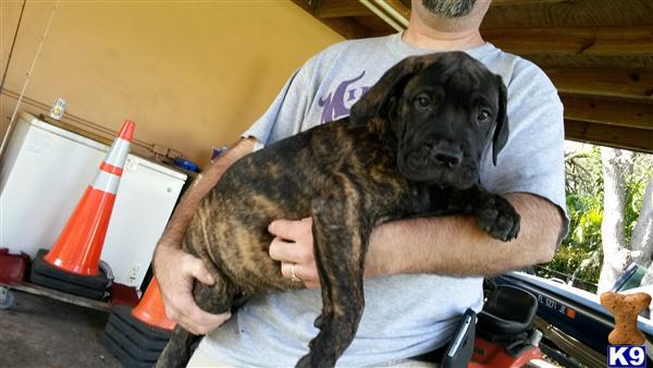 Bullmastiff