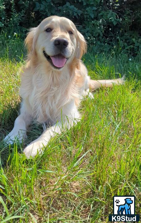 a golden retriever dog lying in the grass