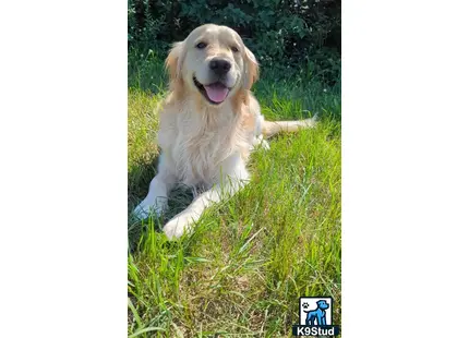 a golden retriever dog lying in the grass