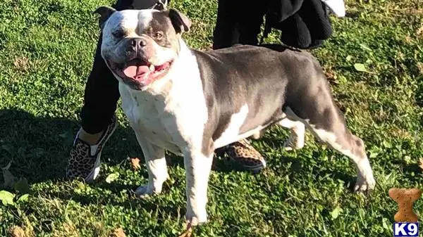 American Bully stud dog