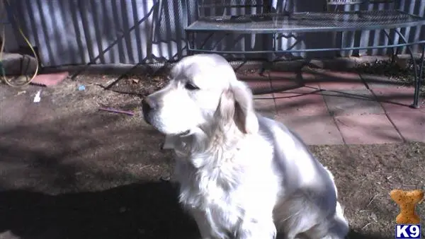 Golden Retriever stud dog