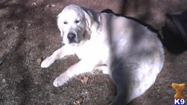 Golden Retriever stud dog